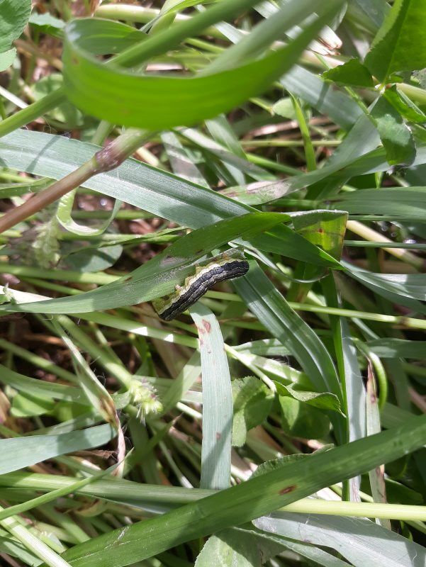 LF20210911-Armyworm-4.jpg